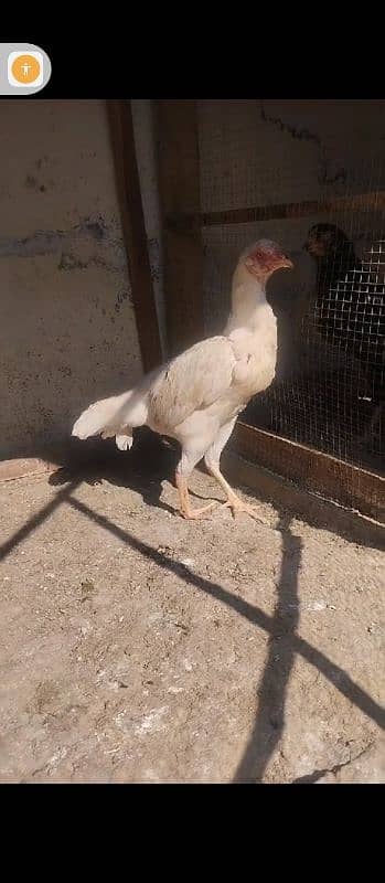 heeri pathi Hera pathi for sale Madi hen murgi 1