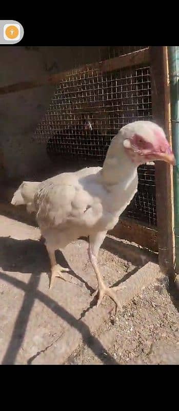 heeri pathi Hera pathi for sale Madi hen murgi 2