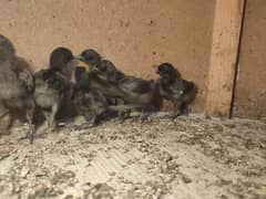 Ayam cemani chicks