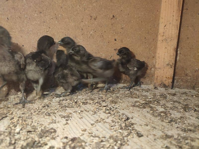 Ayam cemani chicks 0