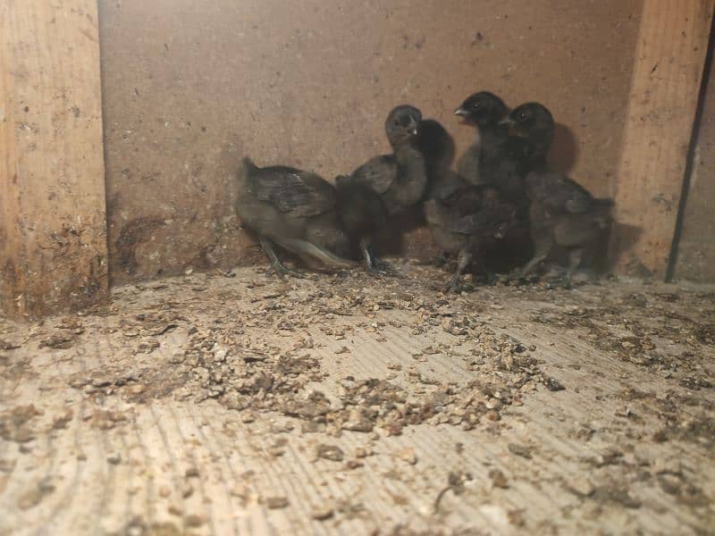 Ayam cemani chicks 1