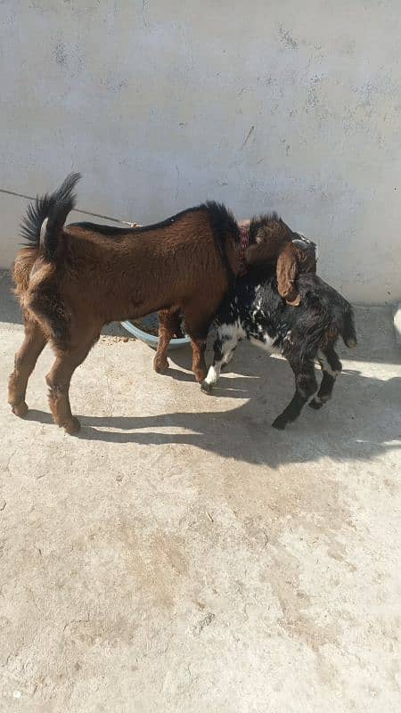 Breeder Tedi Nasal Bakra 0