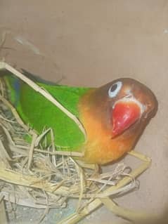 love bird breeder male