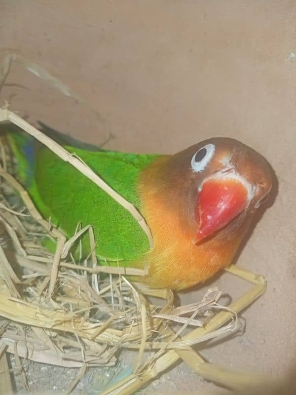 love bird breeder male 0