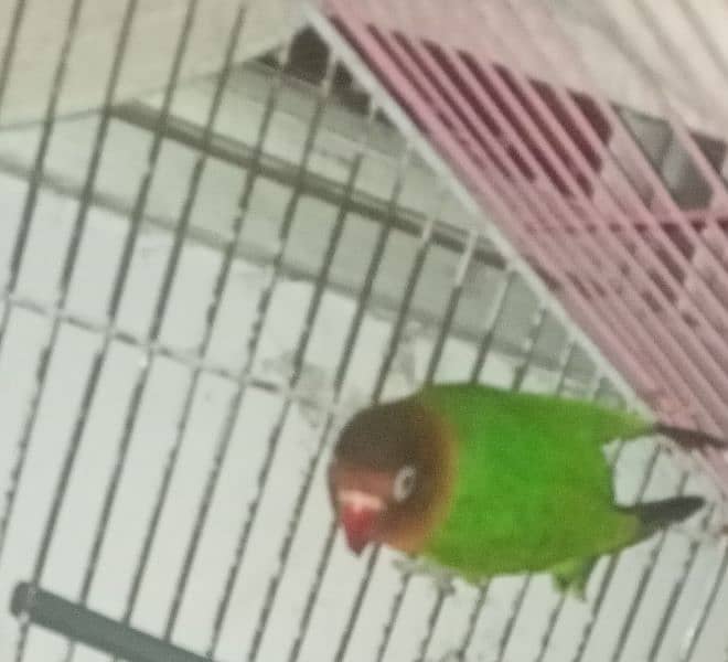 love bird breeder male 2