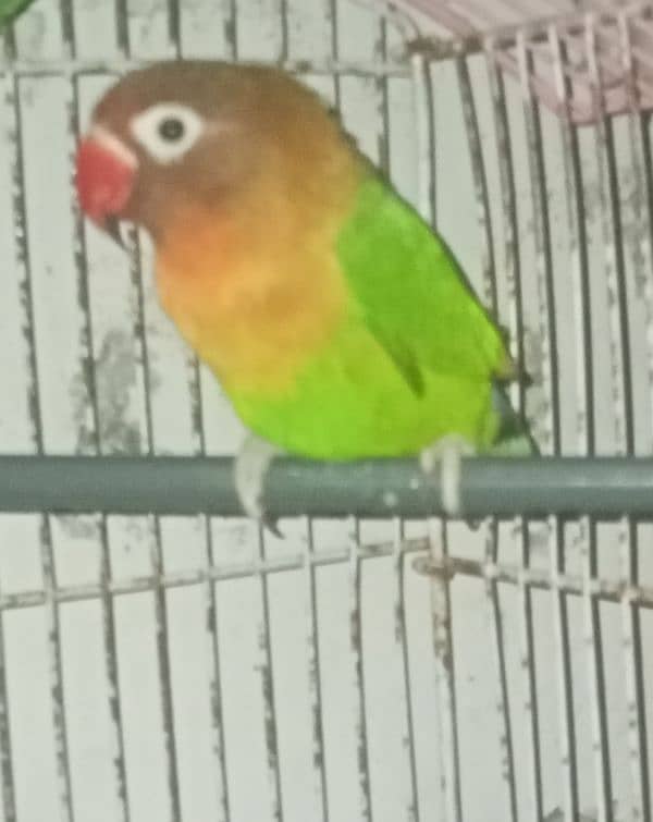 love bird breeder male 3