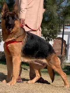 German shepherd double coat confirm breeder female available for sale