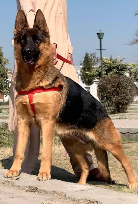 German shepherd double coat confirm breeder female available for sale 1