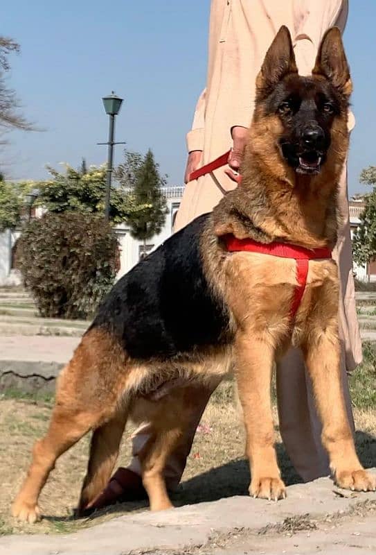 German shepherd double coat confirm breeder female available for sale 2