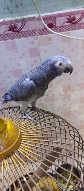 Grey Parrot 0