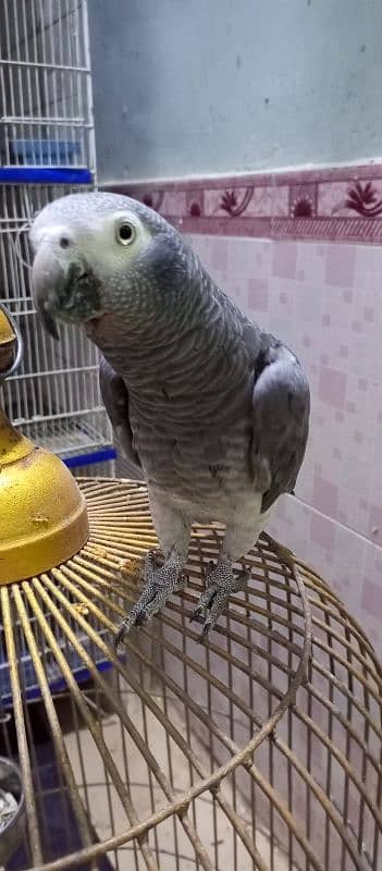 Grey Parrot 1