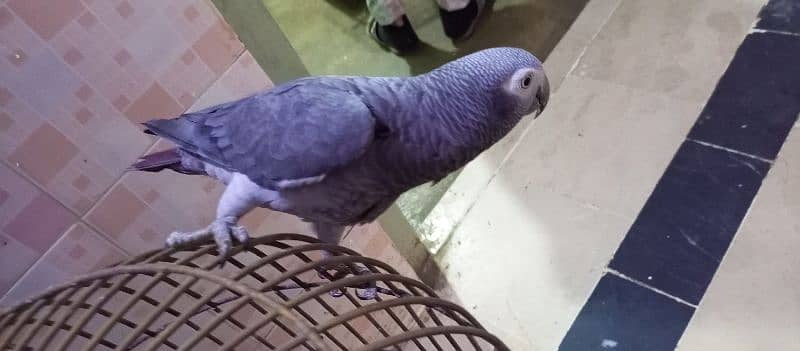 Grey Parrot 2