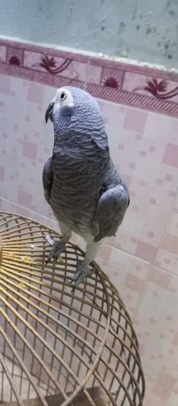 Grey Parrot 3