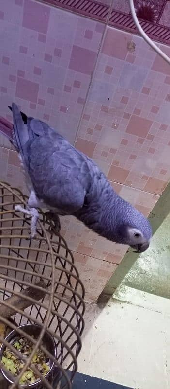 Grey Parrot 4