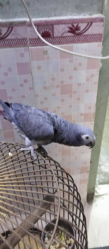 Grey Parrot 5