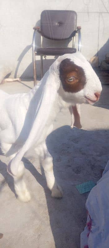 Patiari Sindhi bakri male bachay k sath 0