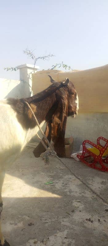 Patiari Sindhi bakri male bachay k sath 1