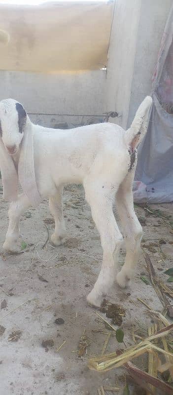 Patiari Sindhi bakri male bachay k sath 3