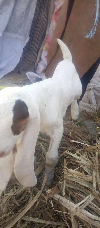 Patiari Sindhi bakri male bachay k sath 5