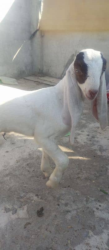 Patiari Sindhi bakri male bachay k sath 6