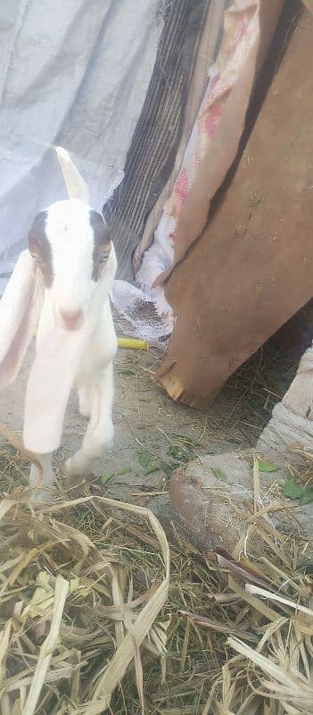 Patiari Sindhi bakri male bachay k sath 7