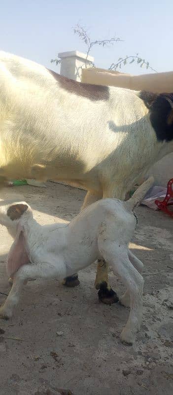 Patiari Sindhi bakri male bachay k sath 9