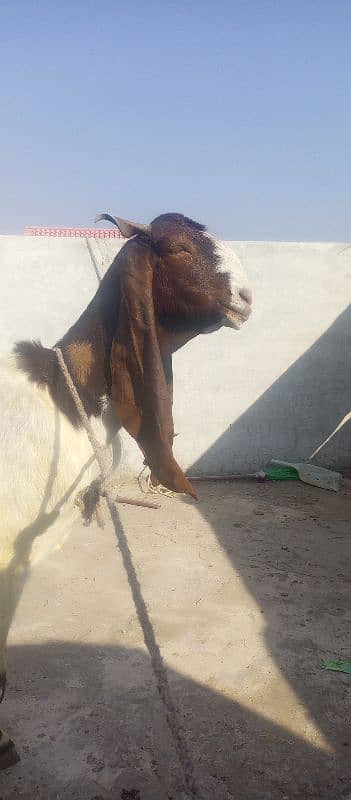 Patiari Sindhi bakri male bachay k sath 10