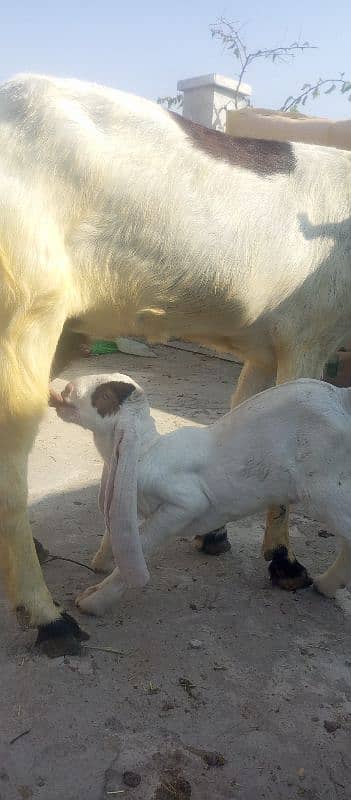 Patiari Sindhi bakri male bachay k sath 12