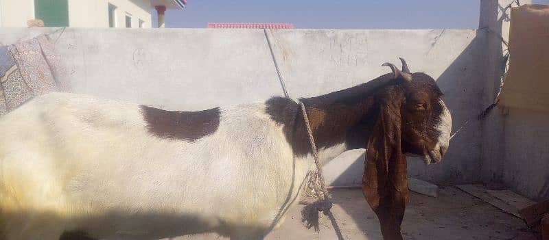 Patiari Sindhi bakri male bachay k sath 13