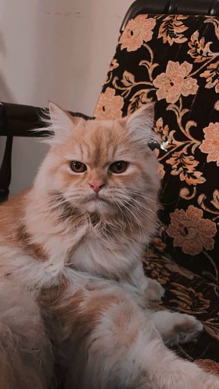 Persian male cat ginger color 2