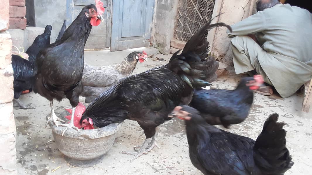 Pure Australorp (egg laying) 0