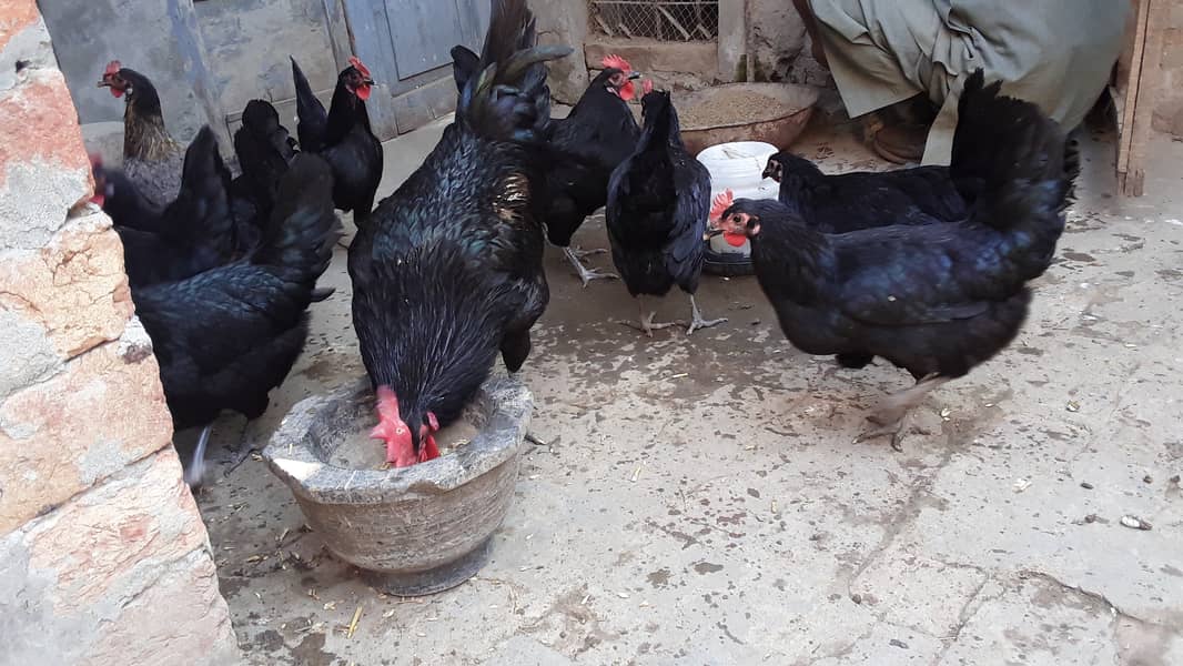 Pure Australorp (egg laying) 1