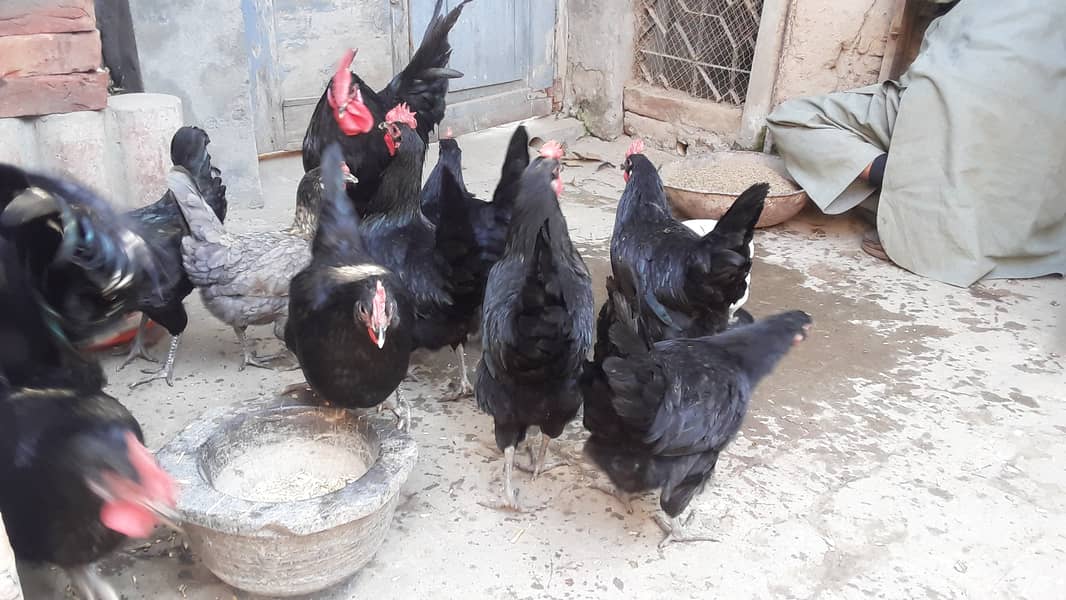 Pure Australorp (egg laying) 2