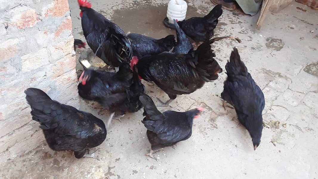 Pure Australorp (egg laying) 3