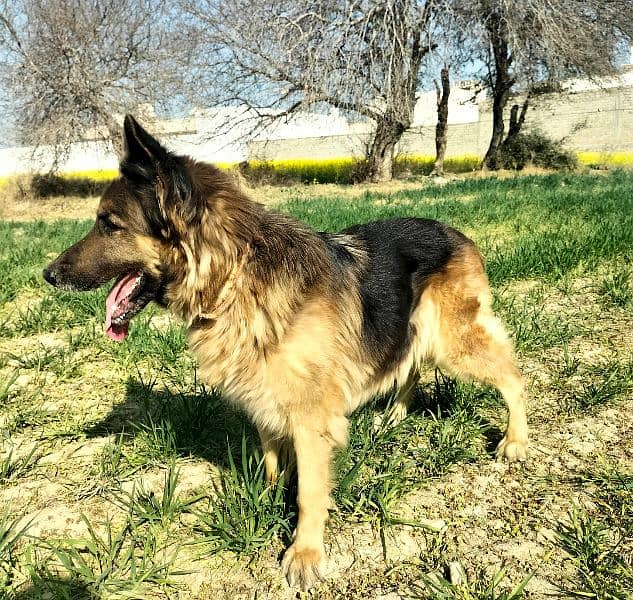 German shepherd Female for sale 5