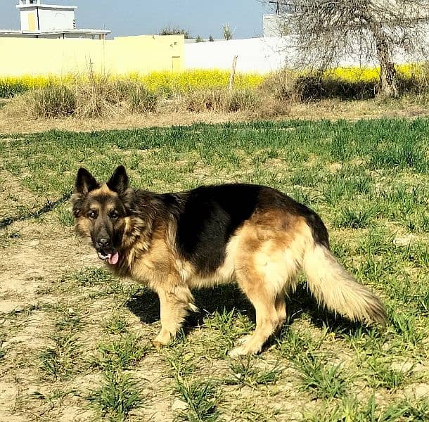 German shepherd Female for sale 6