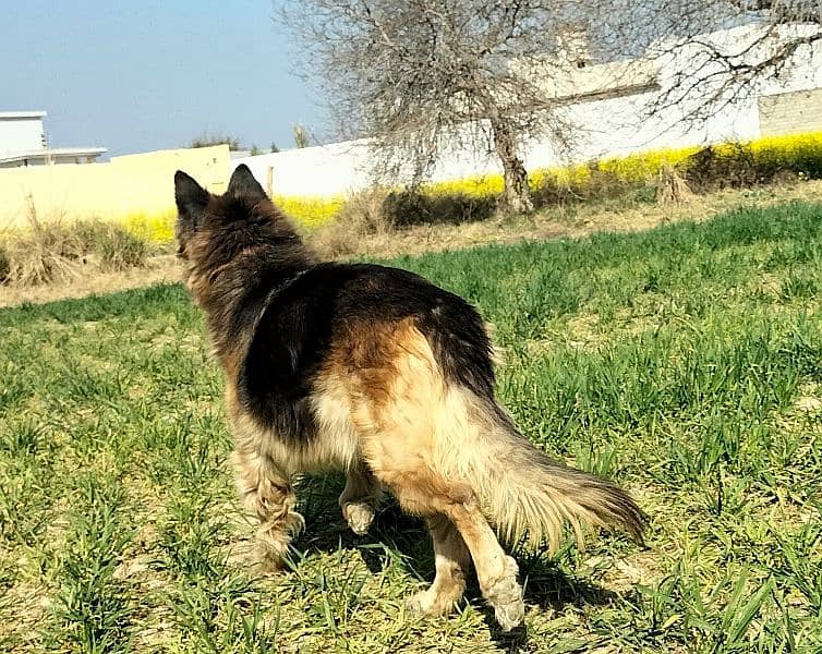 German shepherd Female for sale 7