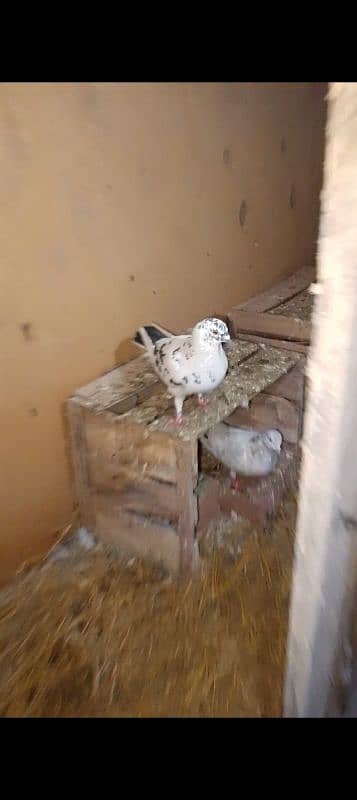 peigon two breeder pair low price 2