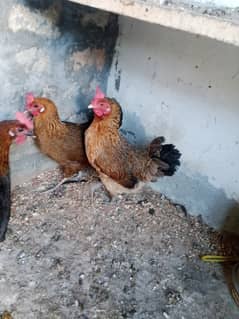 Desi hens for sale