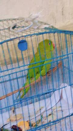 green parrot