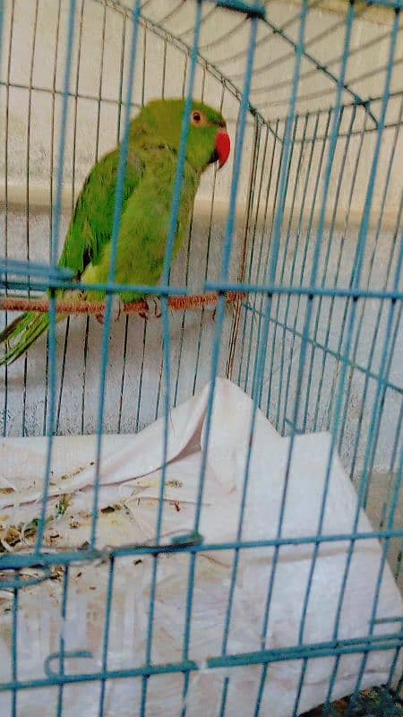 green parrot 2