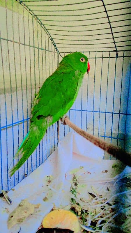 green parrot 3