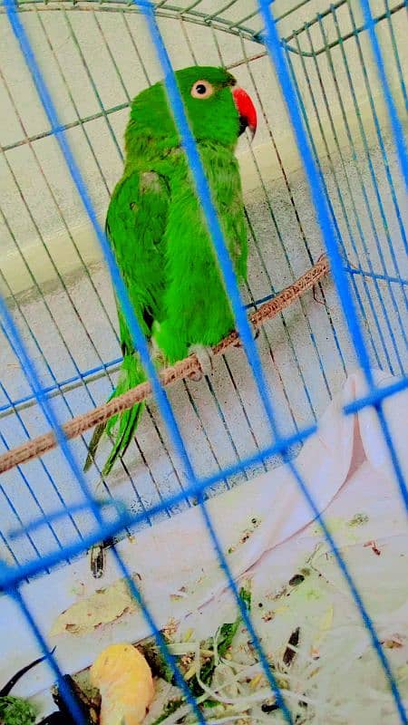 green parrot 4