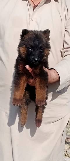 German Shepherd double coat female for sale