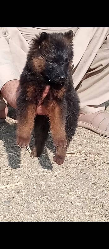 German Shepherd double coat female for sale 1