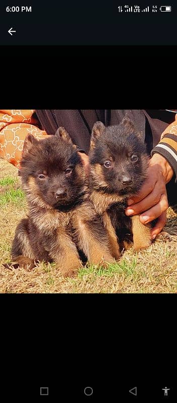 German Shepherd double coat female for sale 2