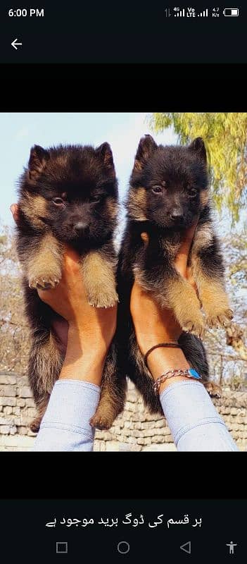 German Shepherd double coat female for sale 3