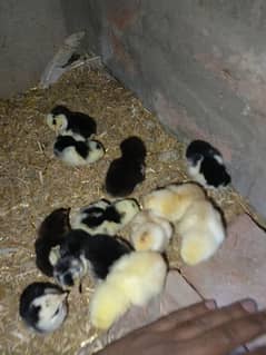 Heera crass aseel chicks for sell