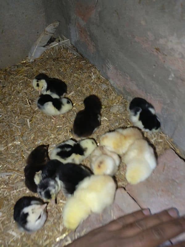 Heera crass aseel chicks for sell 0