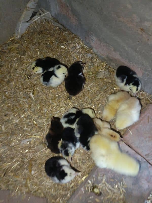 Heera crass aseel chicks for sell 1